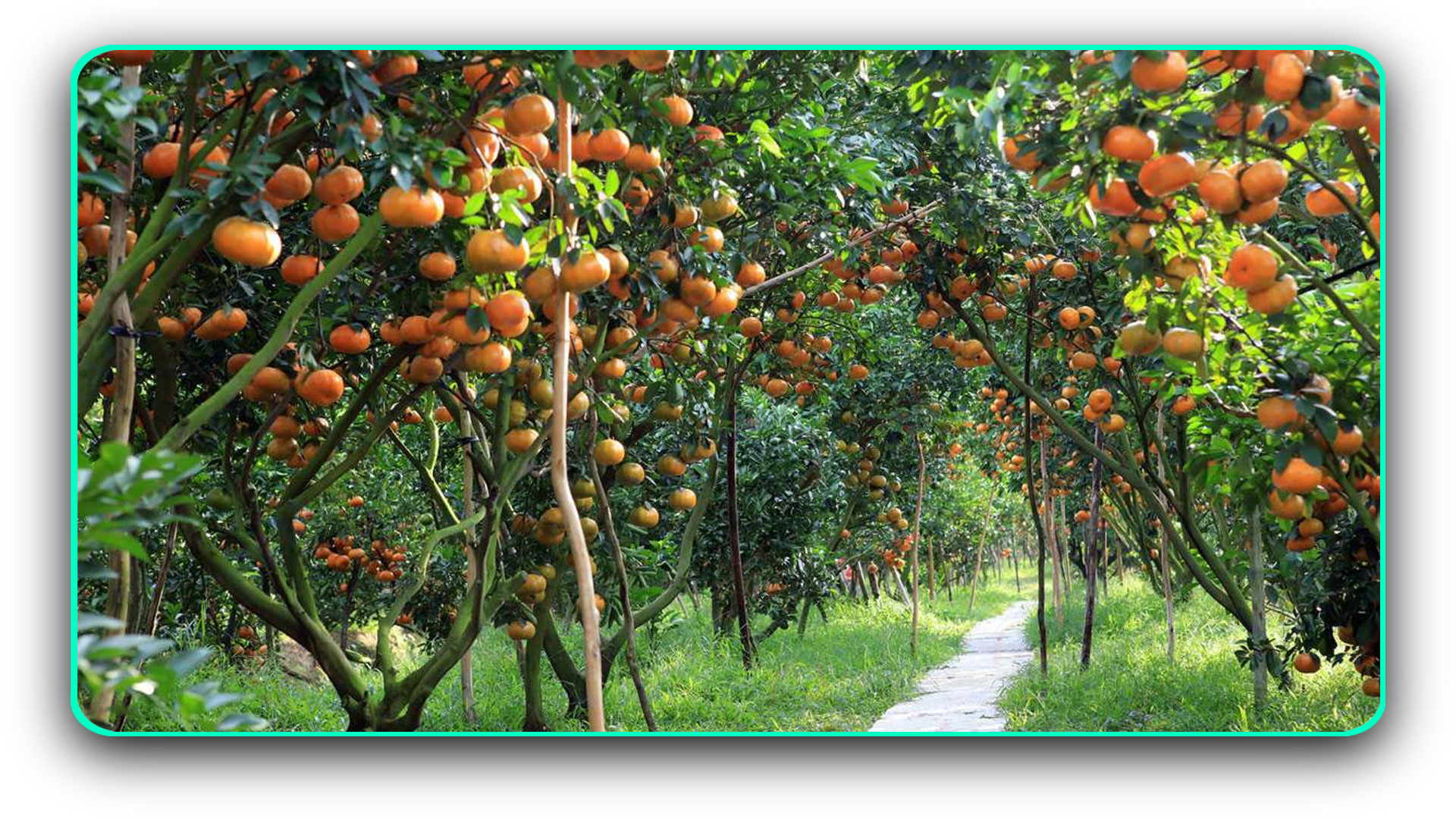 Những điểm đến tuyệt vời cho du lịch tại Tiền Giang