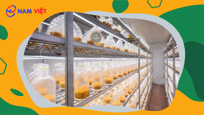 Quan trắc môi trường lao động nhà máy sản xuất đông trùng hạ thảo