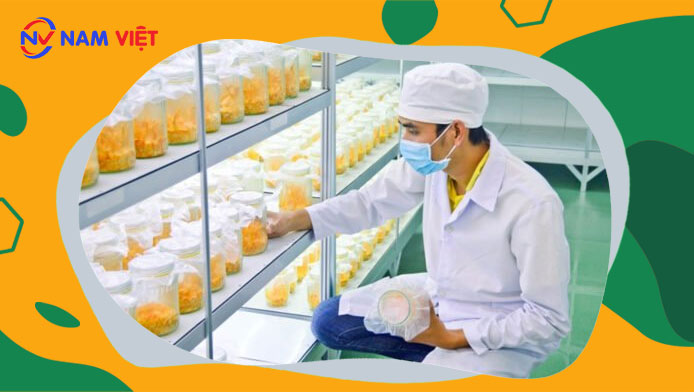 Quan trắc môi trường lao động nhà máy sản xuất đông trùng hạ thảo